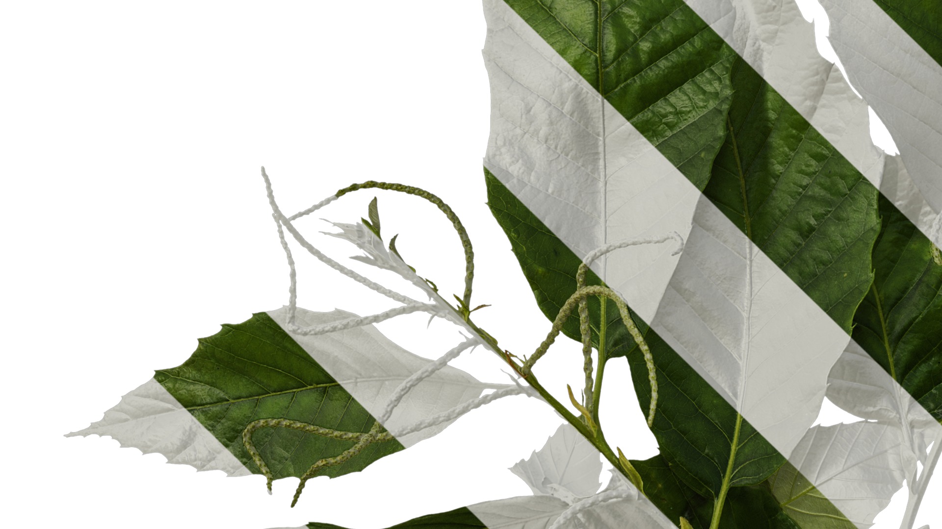 Anydrafts Castanea mollissima Atlas 06 Texture_3