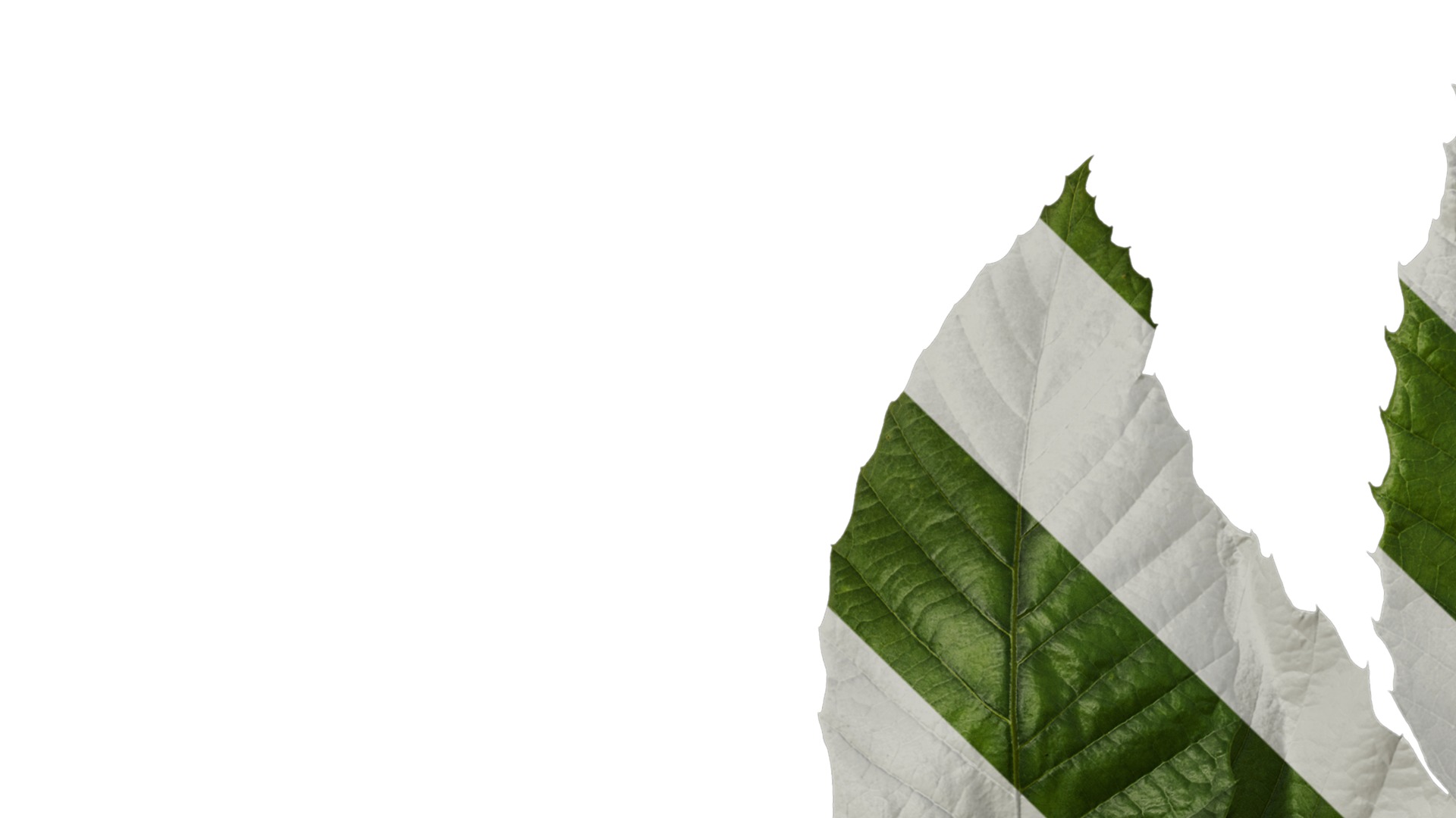 Anydrafts Castanea mollissima Atlas 06 Texture_1