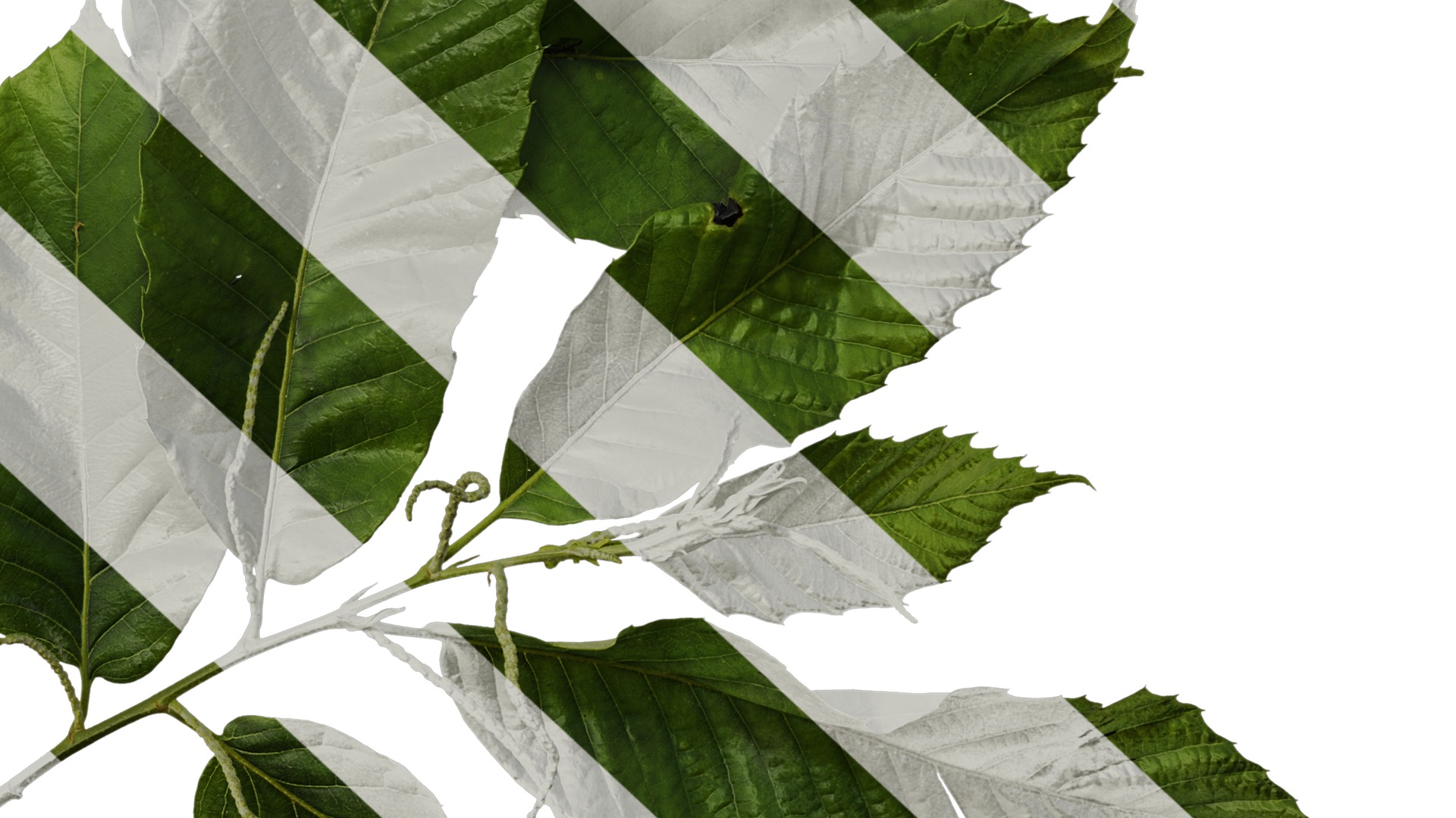 Anydrafts Castanea mollissima Atlas 06 Texture_6