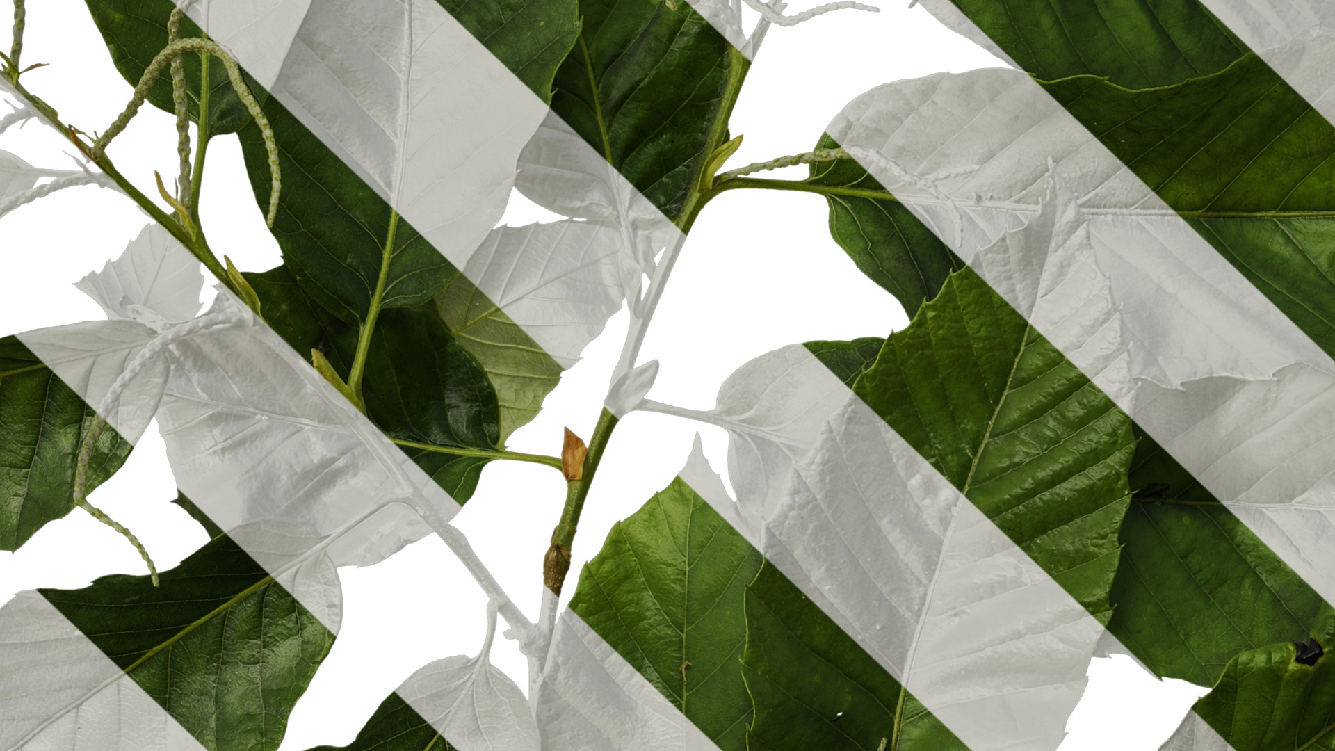 Anydrafts Castanea mollissima Atlas 06 Texture_7