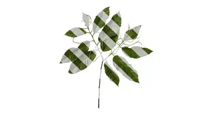 Anydrafts Castanea mollissima Atlas 07