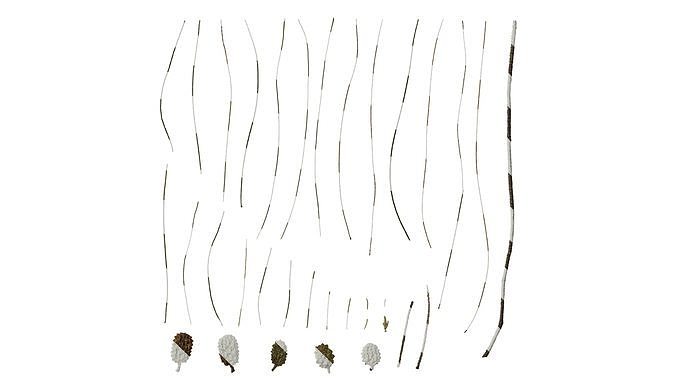 Anydrafts Casuarina equisetifolia Atlas 02 Texture