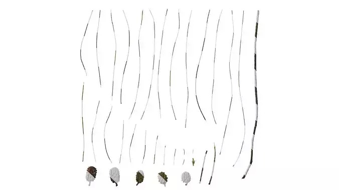 Anydrafts Casuarina equisetifolia Atlas 02 Texture