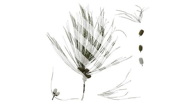 Anydrafts Casuarina equisetifolia Atlas 03 Texture