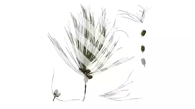 Anydrafts Casuarina equisetifolia Atlas 03 Texture