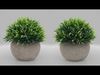 Desk Plant 3D model_1
