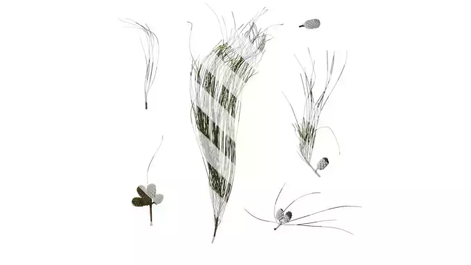 Anydrafts Casuarina equisetifolia Atlas 04 Texture