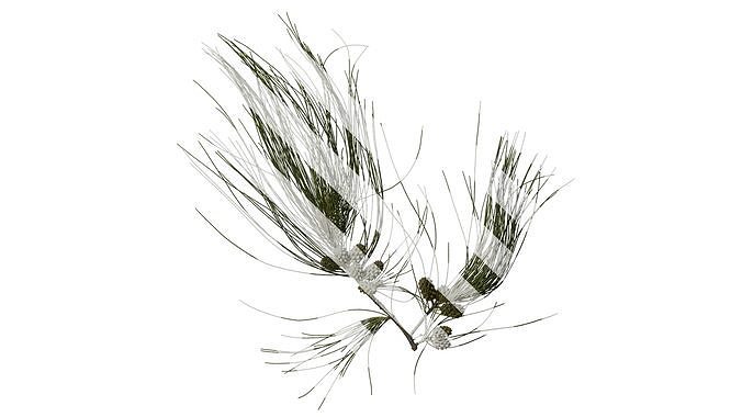 Anydrafts Casuarina equisetifolia Atlas 05 Texture