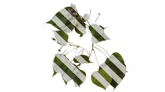 Anydrafts Catalpa bungei Atlas 01