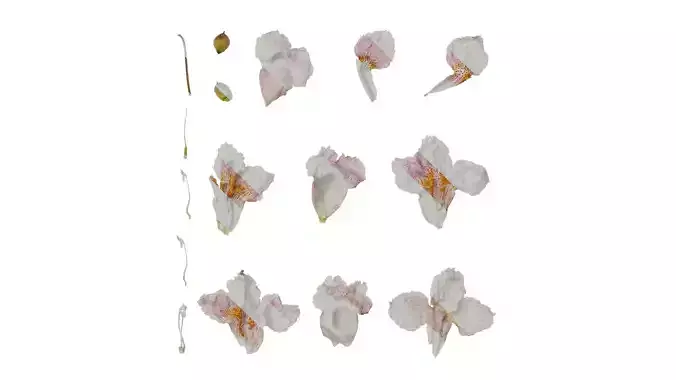 Anydrafts Catalpa bungei Flower 01