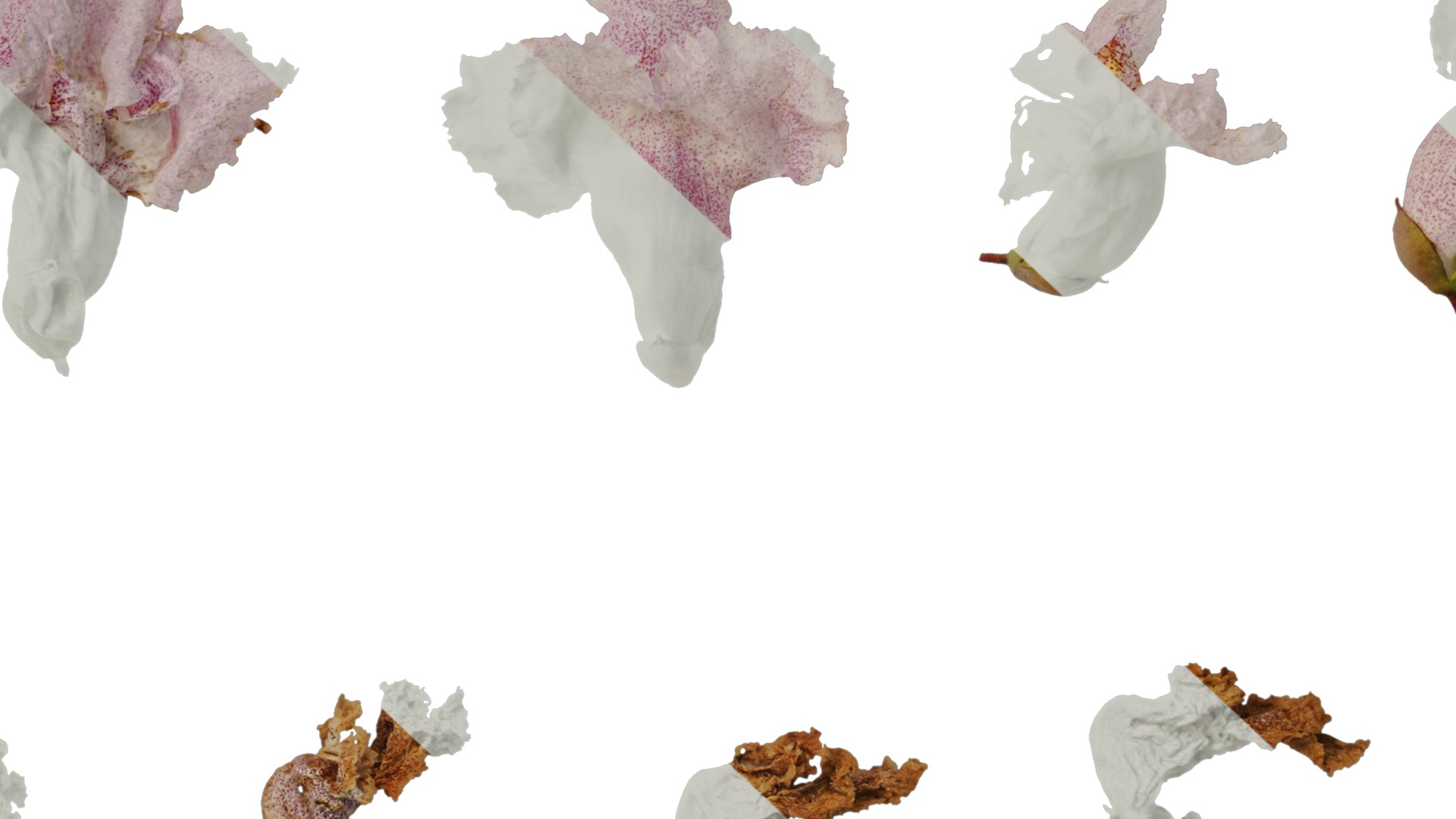 Anydrafts Catalpa bungei Flower 02 Texture_7