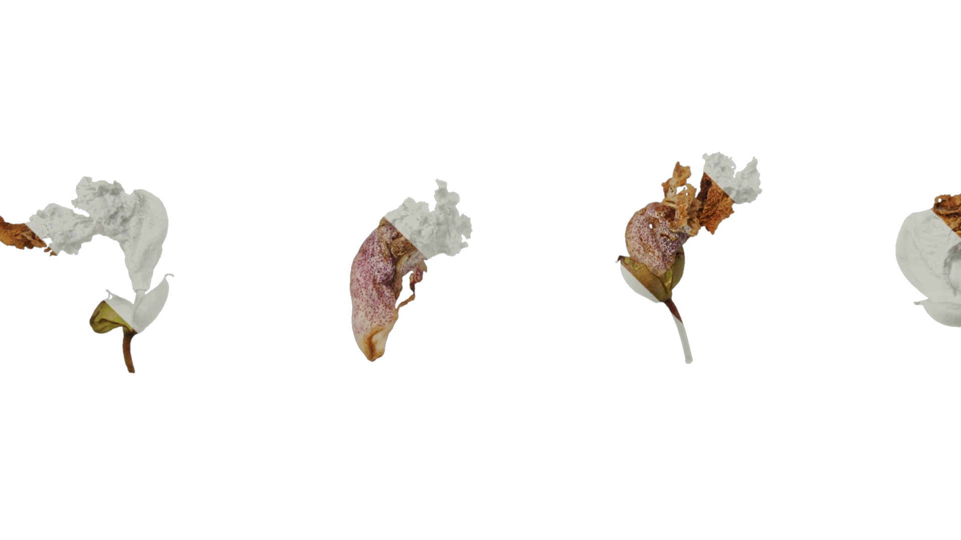 Anydrafts Catalpa bungei Flower 02 Texture_5