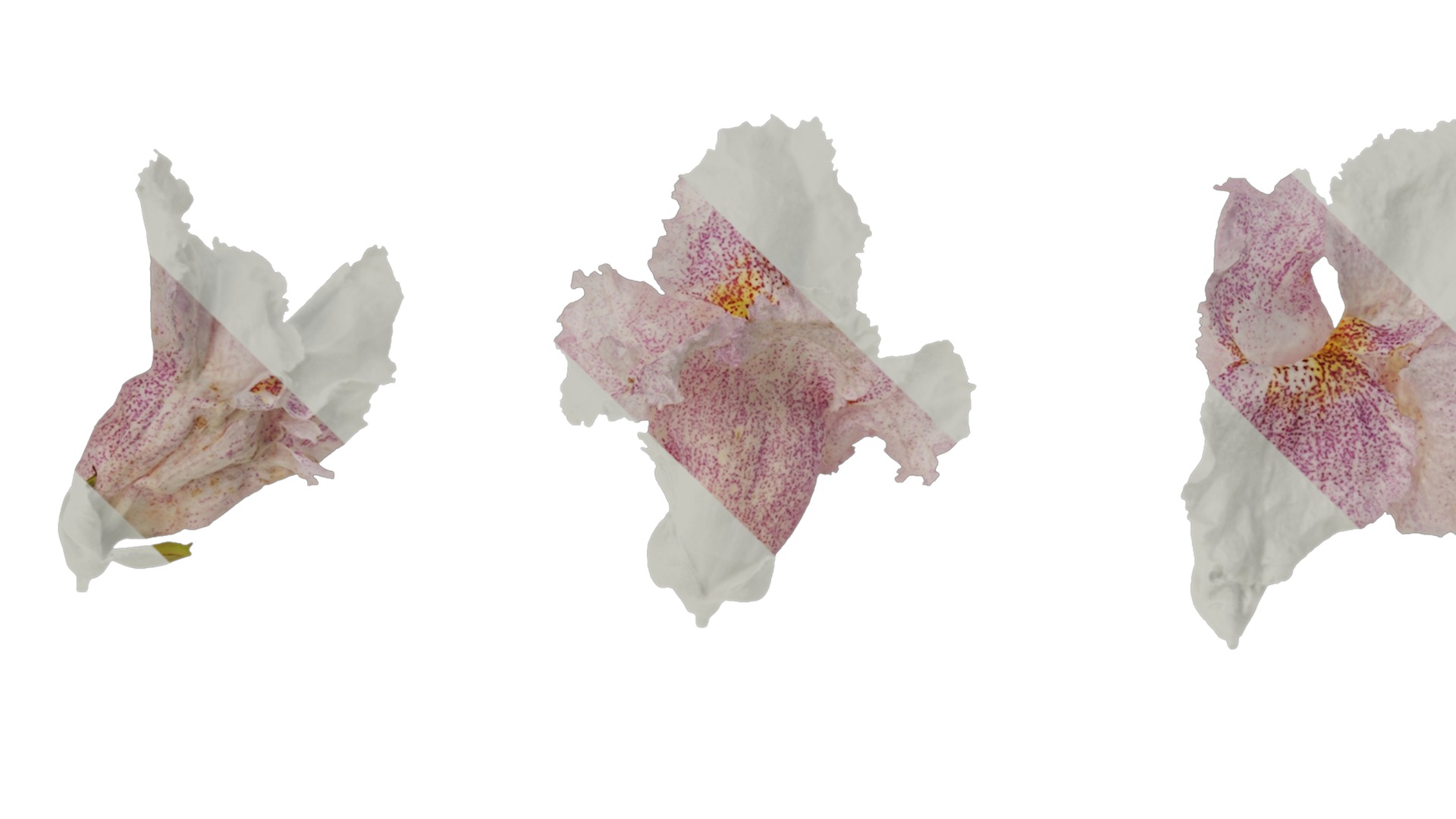 Anydrafts Catalpa bungei Flower 02 Texture_1