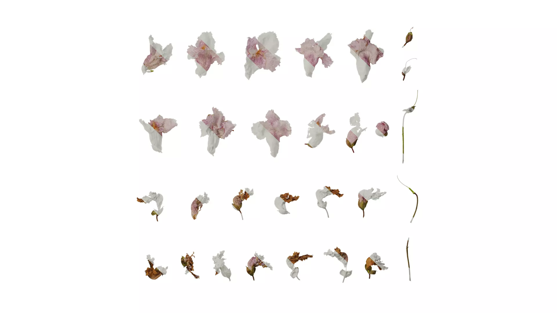 Anydrafts Catalpa bungei Flower 02 Texture_0