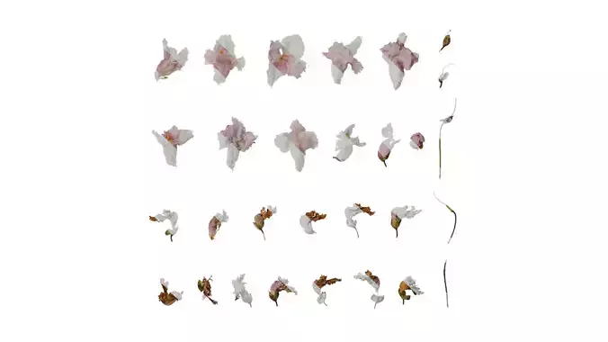 Anydrafts Catalpa bungei Flower 02