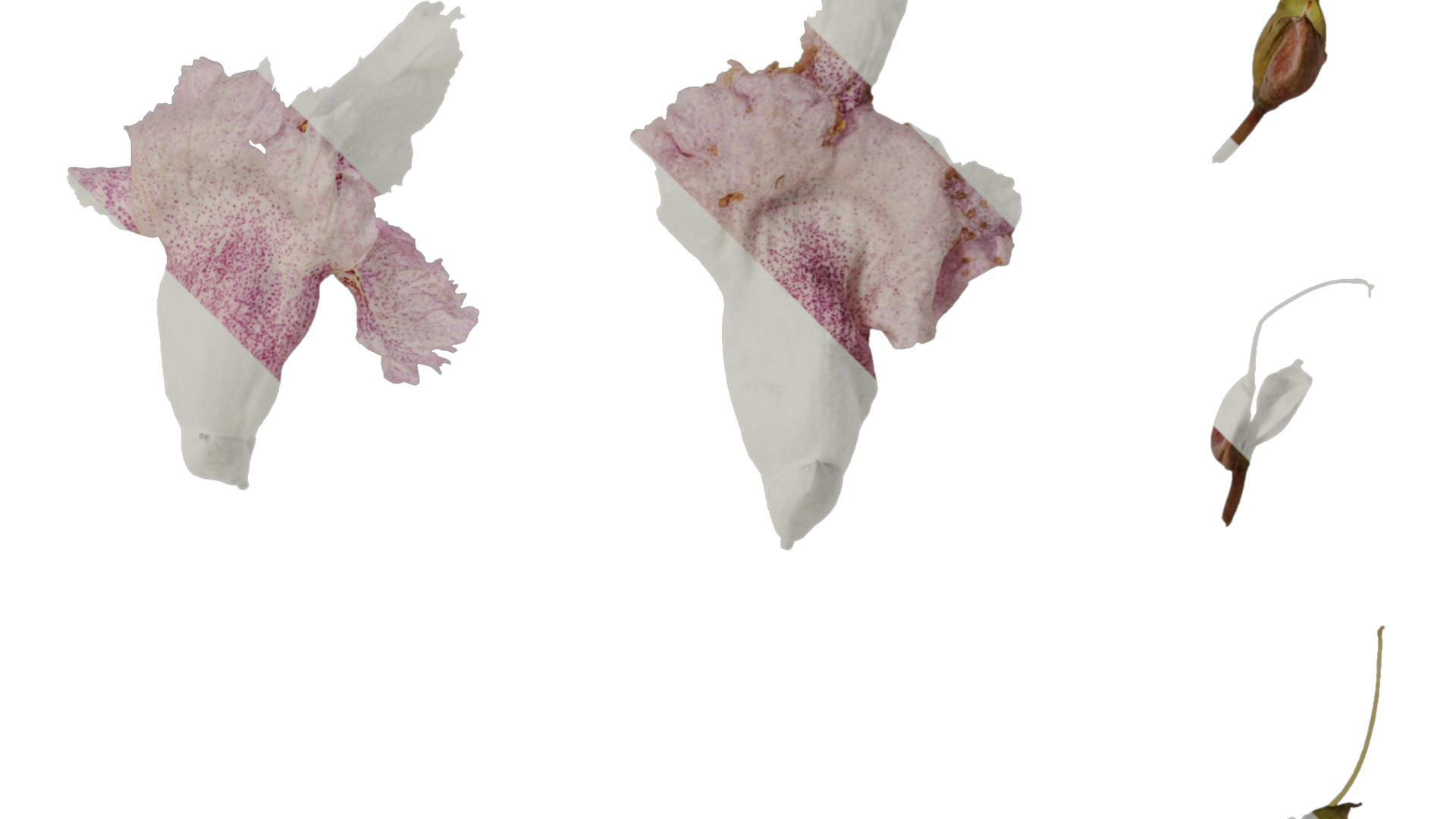 Anydrafts Catalpa bungei Flower 02 Texture_2