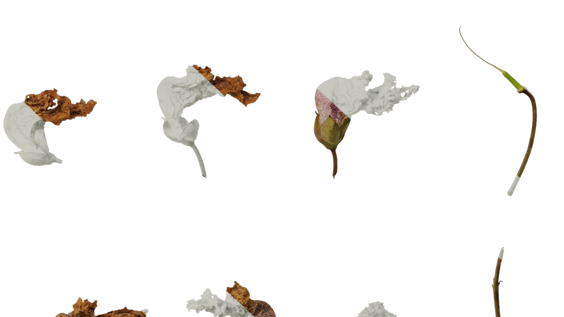 Anydrafts Catalpa bungei Flower 02 Texture_6