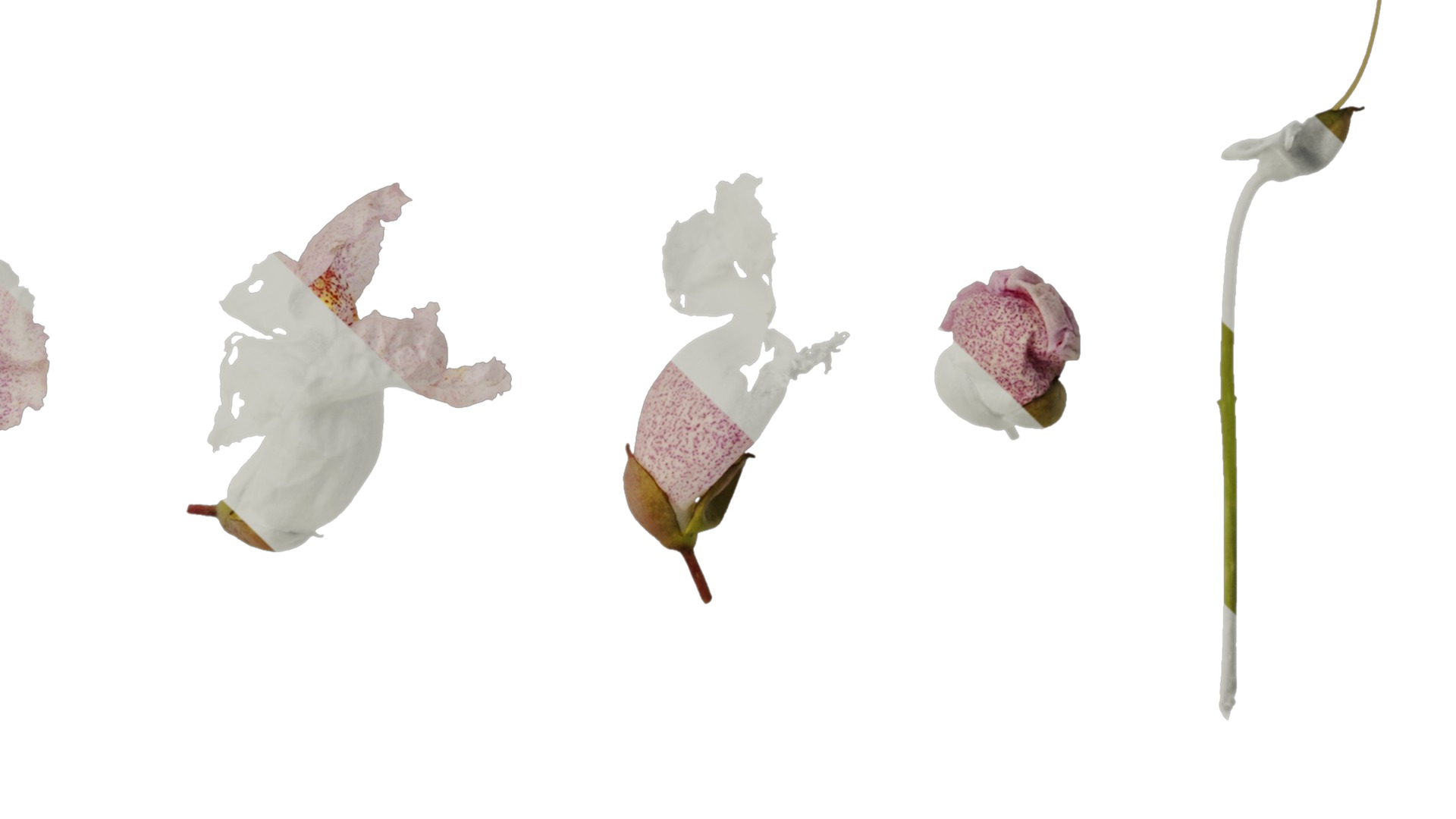 Anydrafts Catalpa bungei Flower 02 Texture_4