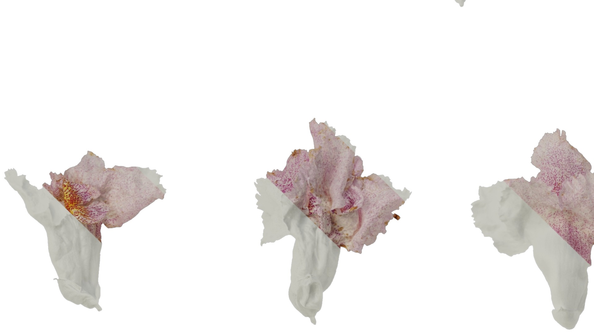 Anydrafts Catalpa bungei Flower 02 Texture_3