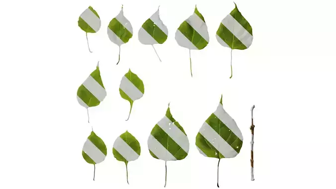 Anydrafts Catalpa bungei Leaf 03