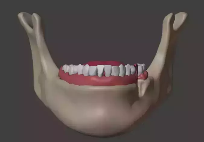  3D Dental Model of Teeth - Cross Section