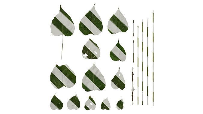 Anydrafts Catalpa ovata Leaf 01 Texture
