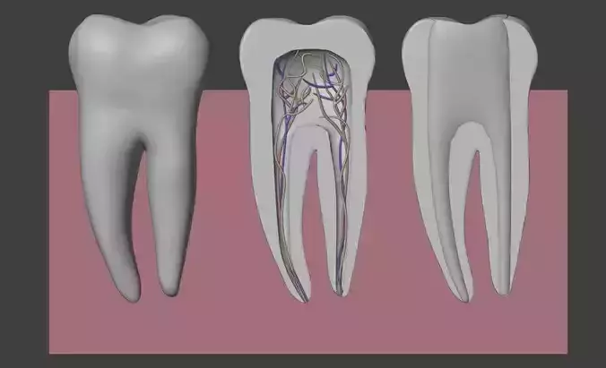 3D Model of Second Molar Anatomy 3D print model