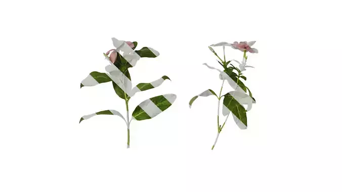 Anydrafts Catharanthus roseus Atlas 02