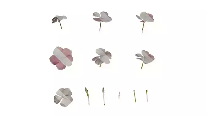 Anydrafts Catharanthus roseus Flower 01