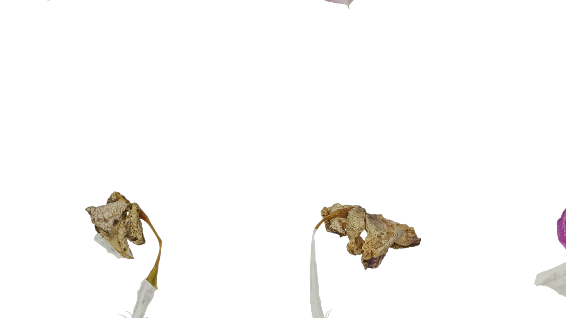 Anydrafts Catharanthus roseus Flower 02 Texture_3