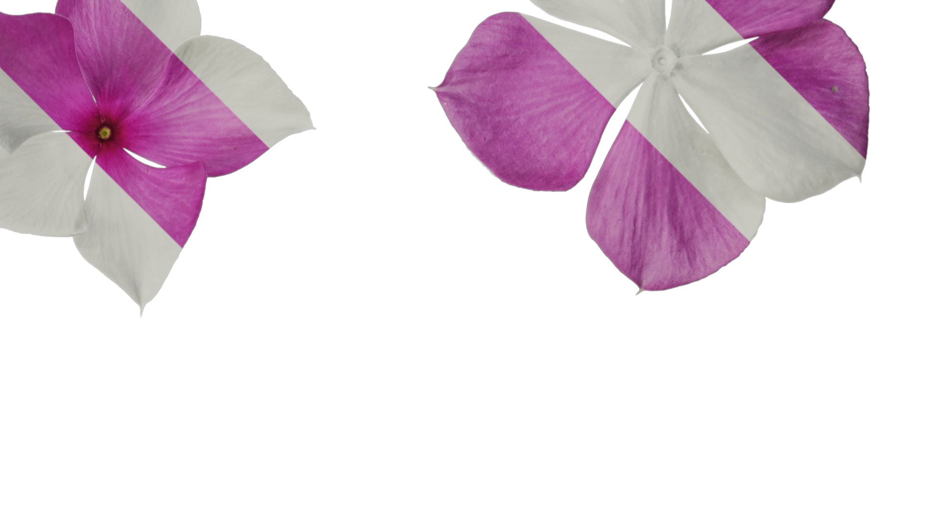 Anydrafts Catharanthus roseus Flower 02 Texture_2