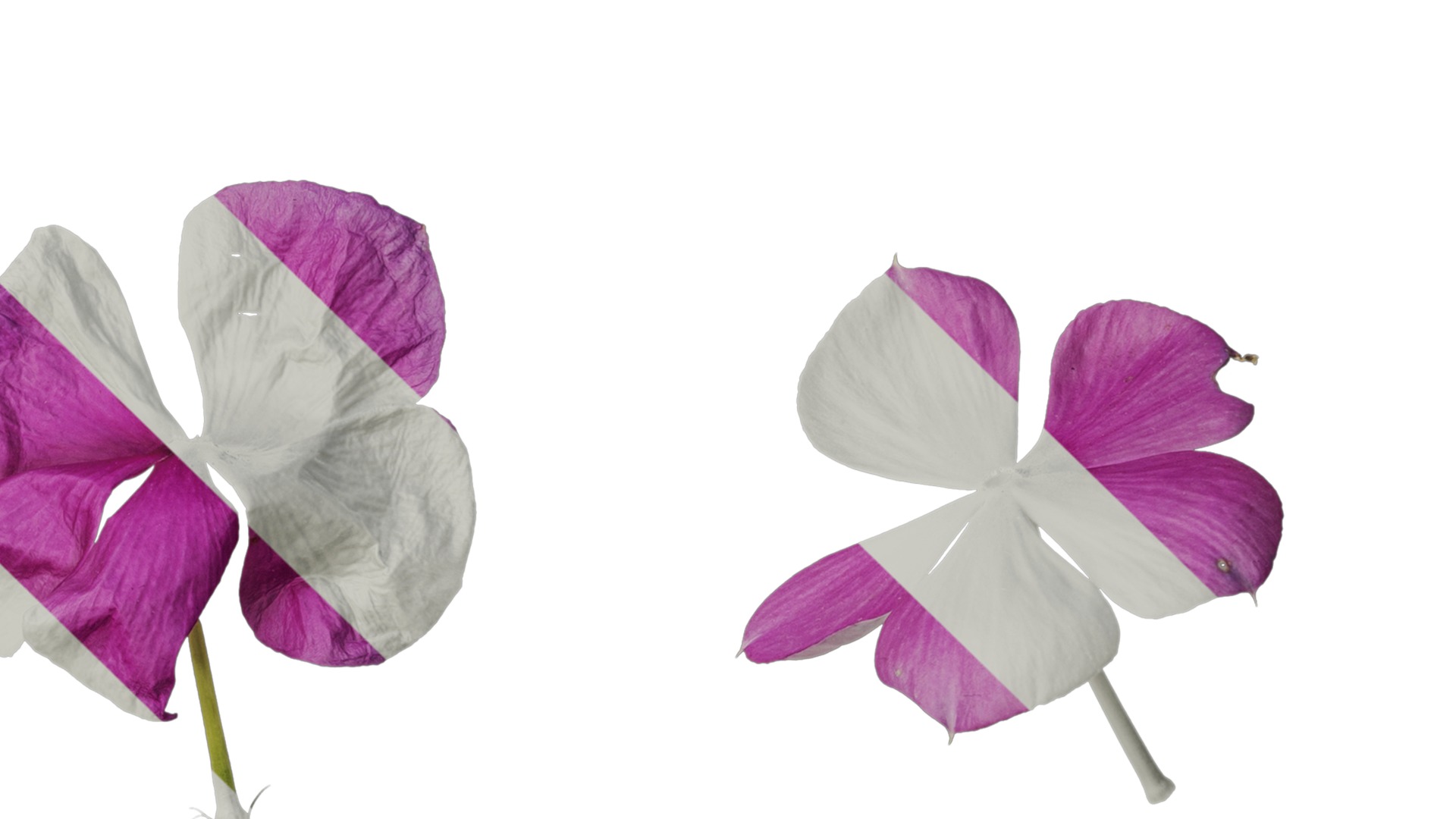 Anydrafts Catharanthus roseus Flower 02 Texture_4