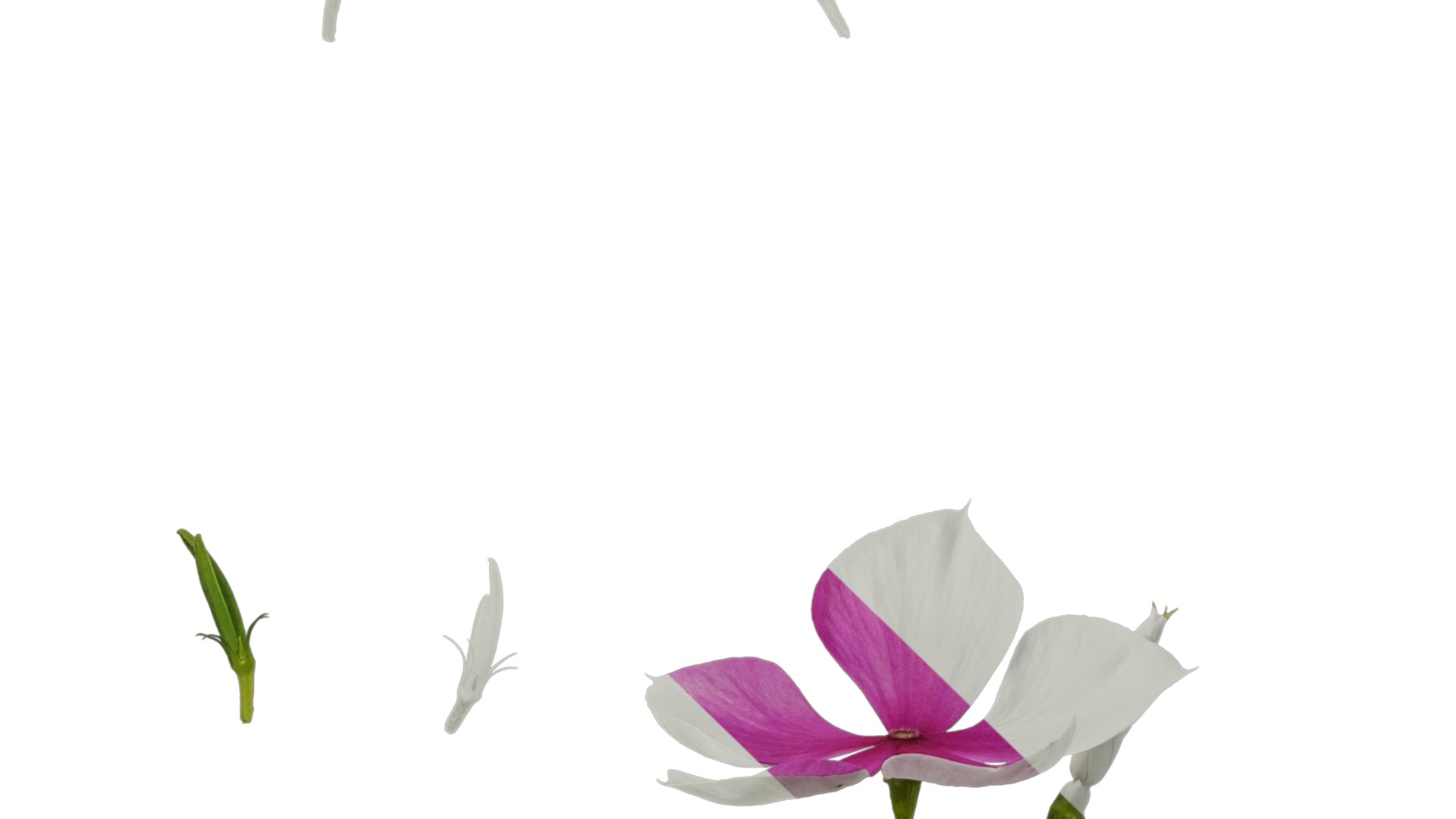 Anydrafts Catharanthus roseus Flower 02 Texture_5