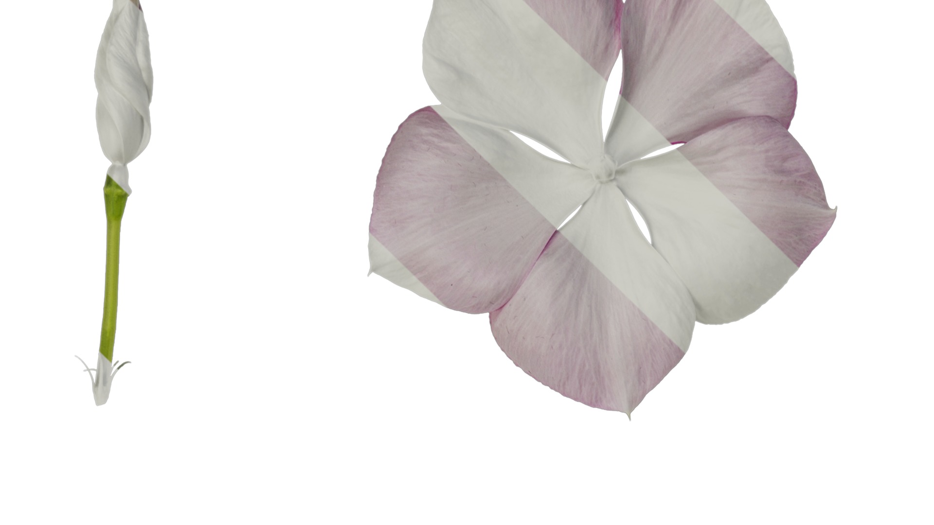 Anydrafts Catharanthus roseus Flower 02 Texture_1
