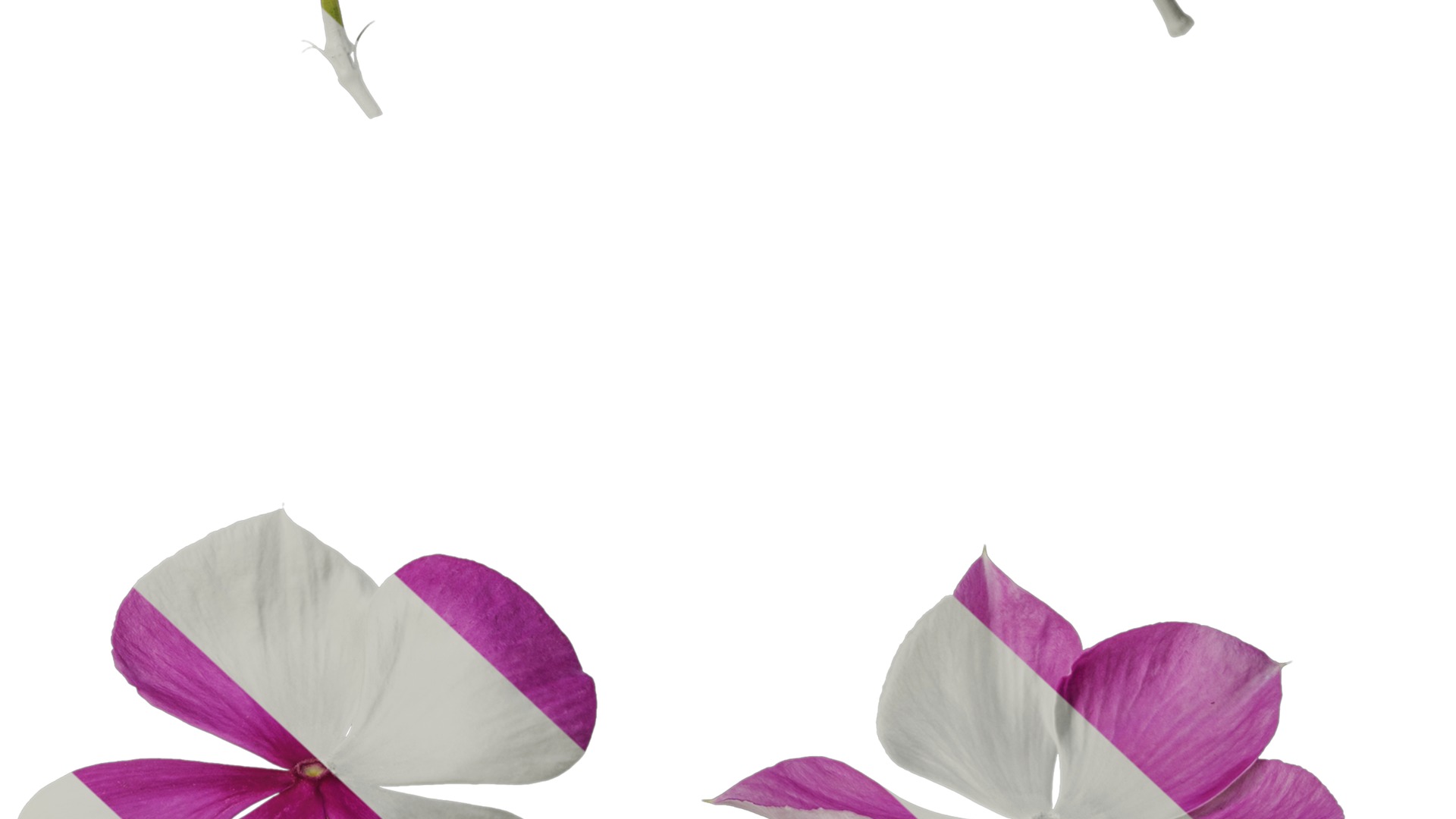 Anydrafts Catharanthus roseus Flower 02 Texture_6