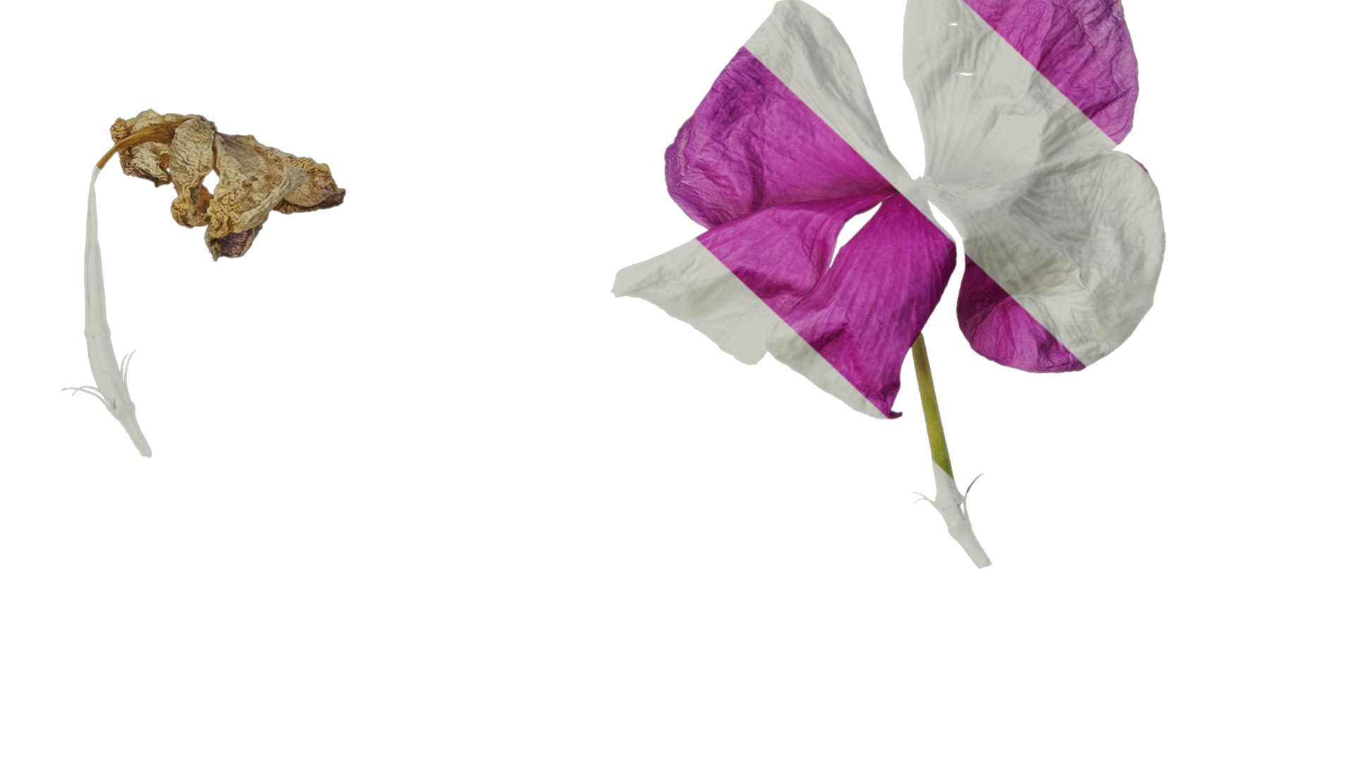 Anydrafts Catharanthus roseus Flower 02 Texture_7