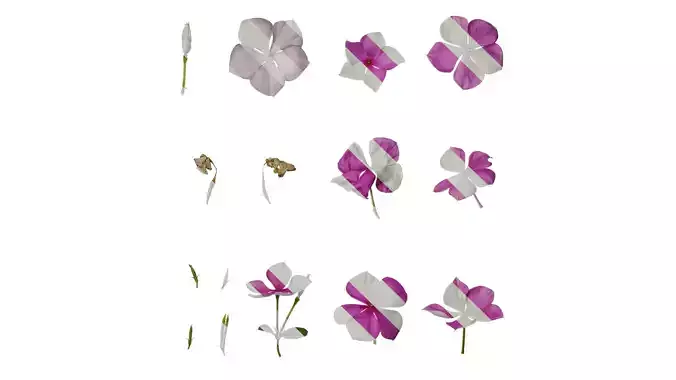 Anydrafts Catharanthus roseus Flower 02