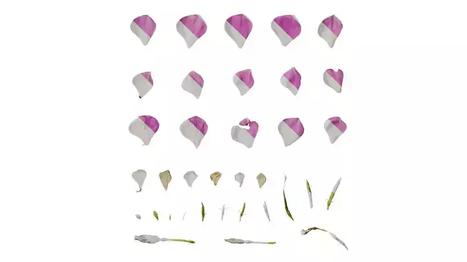 Anydrafts Catharanthus roseus Flower 04 F Texture