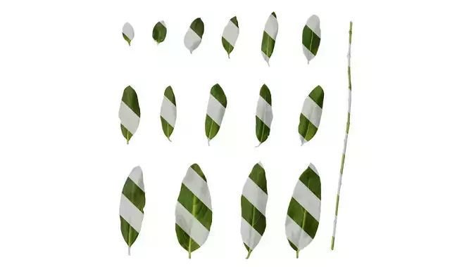 Anydrafts Catharanthus roseus Leaf 01