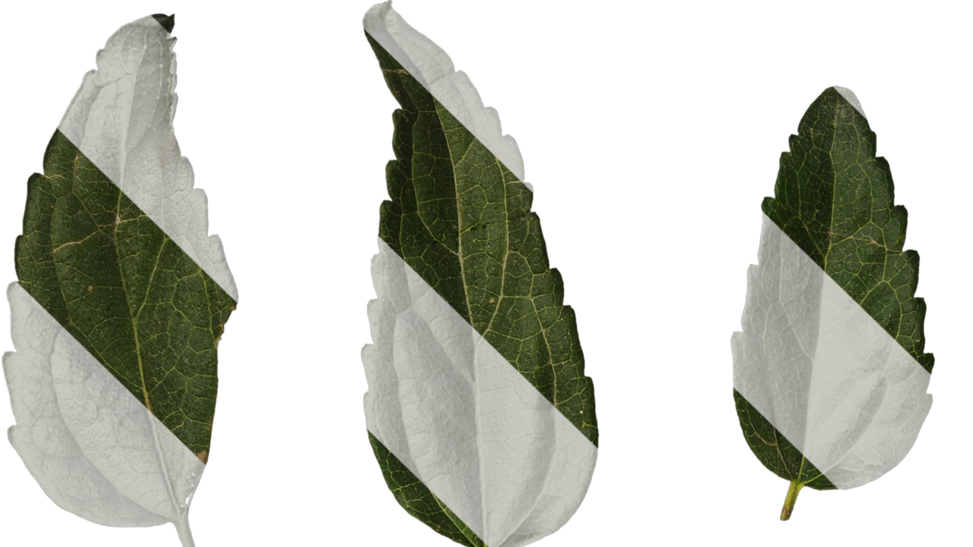 Anydrafts Celtis bungeana Leaf 01 Texture_1