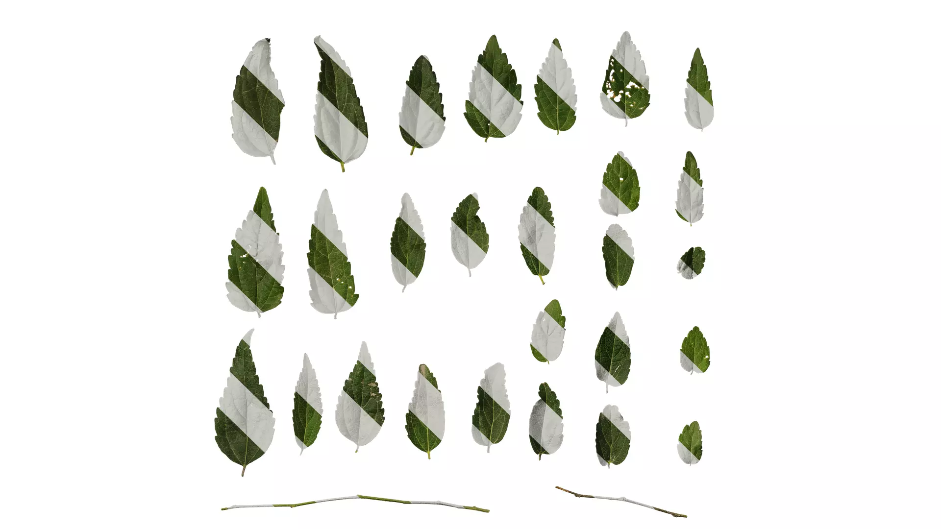 Anydrafts Celtis bungeana Leaf 01 Texture_0