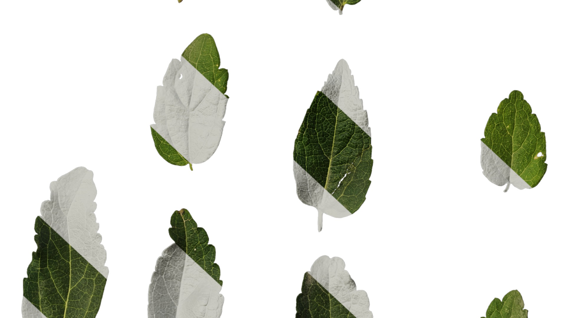 Anydrafts Celtis bungeana Leaf 01 Texture_6