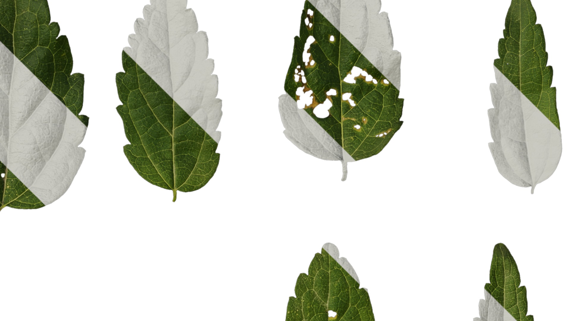 Anydrafts Celtis bungeana Leaf 01 Texture_2