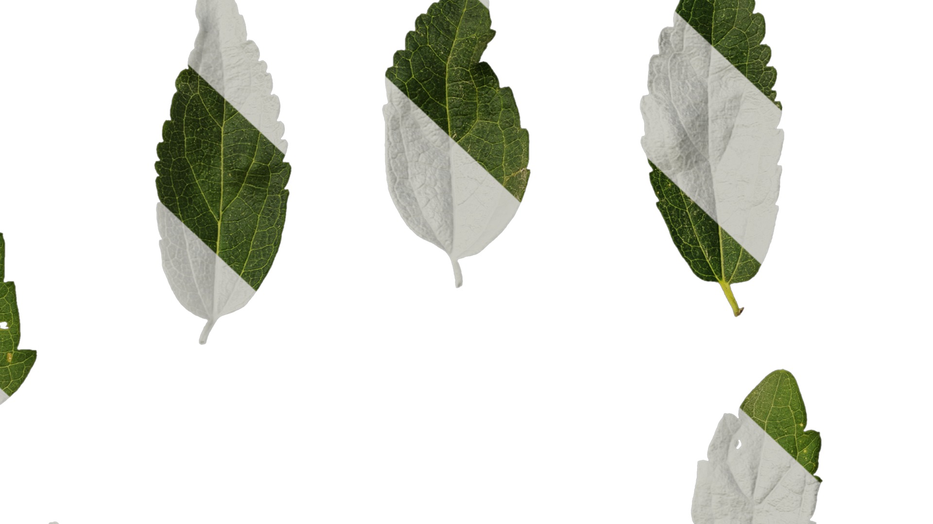 Anydrafts Celtis bungeana Leaf 01 Texture_7