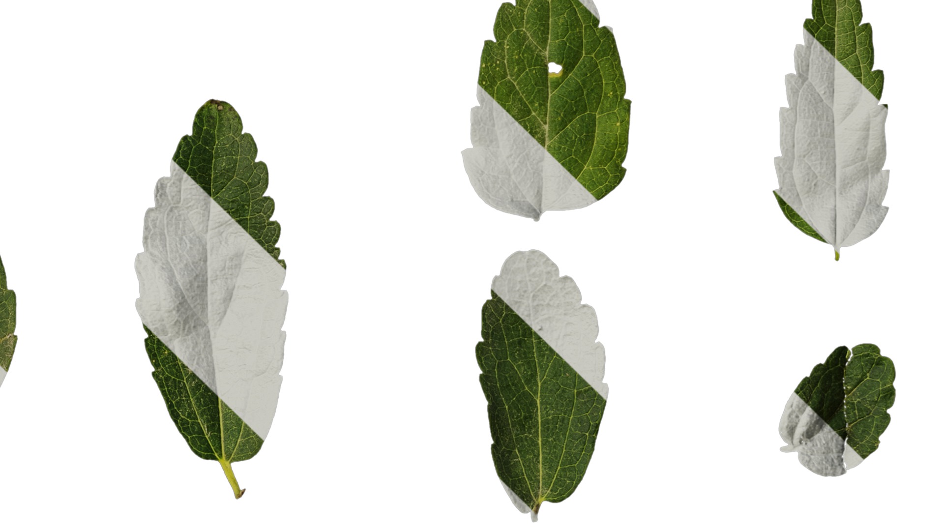Anydrafts Celtis bungeana Leaf 01 Texture_4
