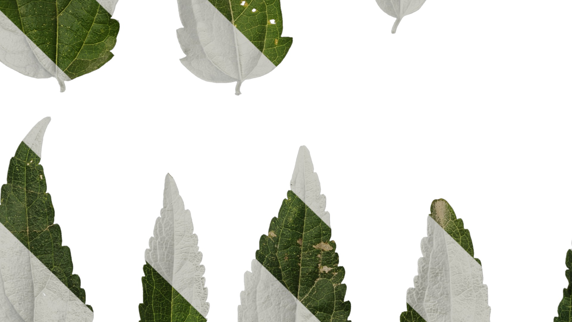 Anydrafts Celtis bungeana Leaf 01 Texture_5