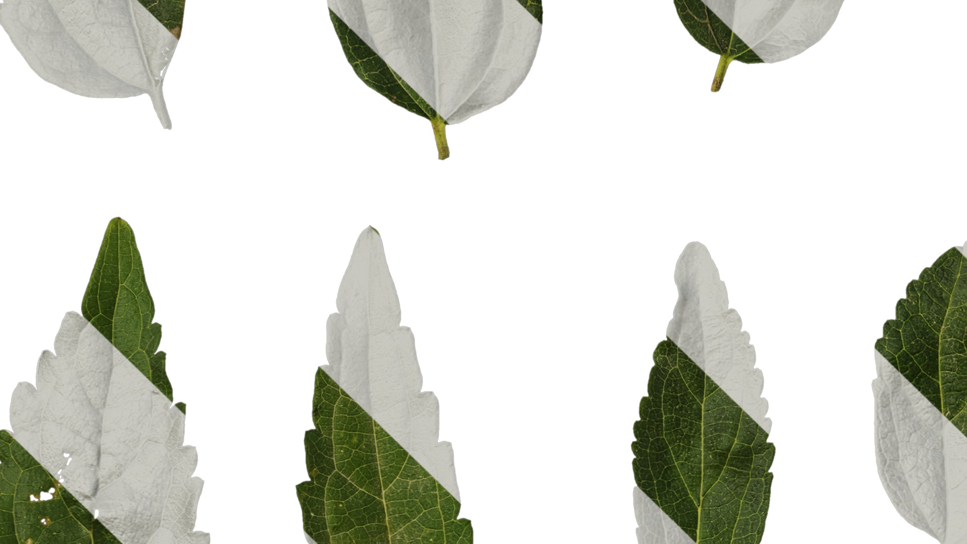 Anydrafts Celtis bungeana Leaf 01 Texture_3