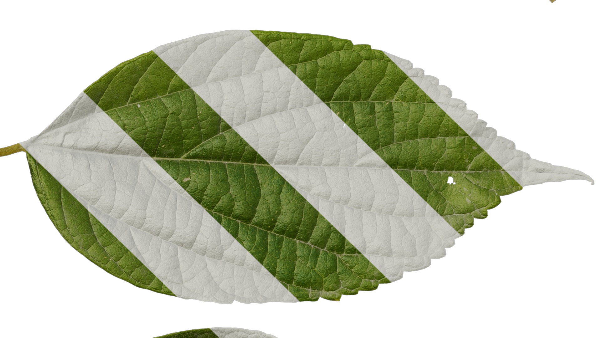 Anydrafts Celtis julianae Leaf 01 Texture_5