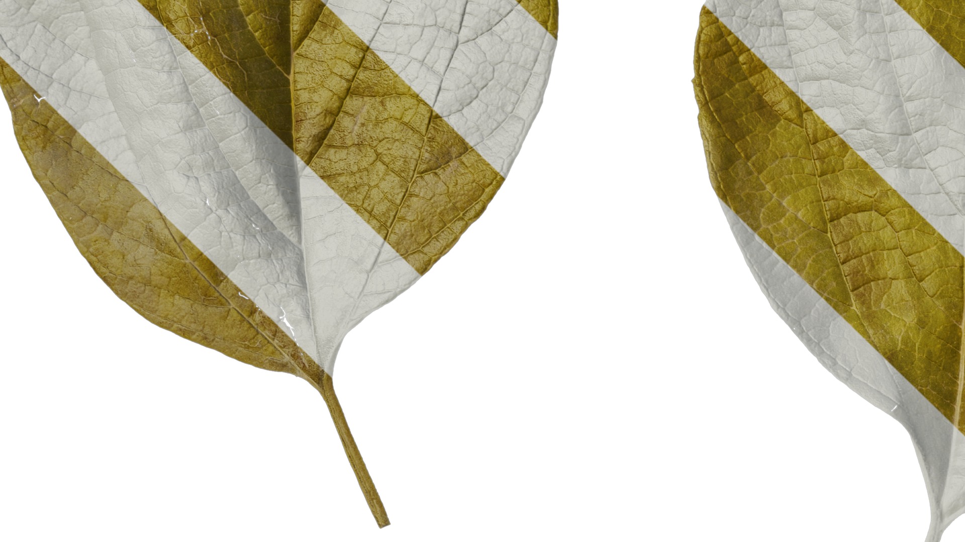 Anydrafts Celtis julianae Leaf 01 Texture_3