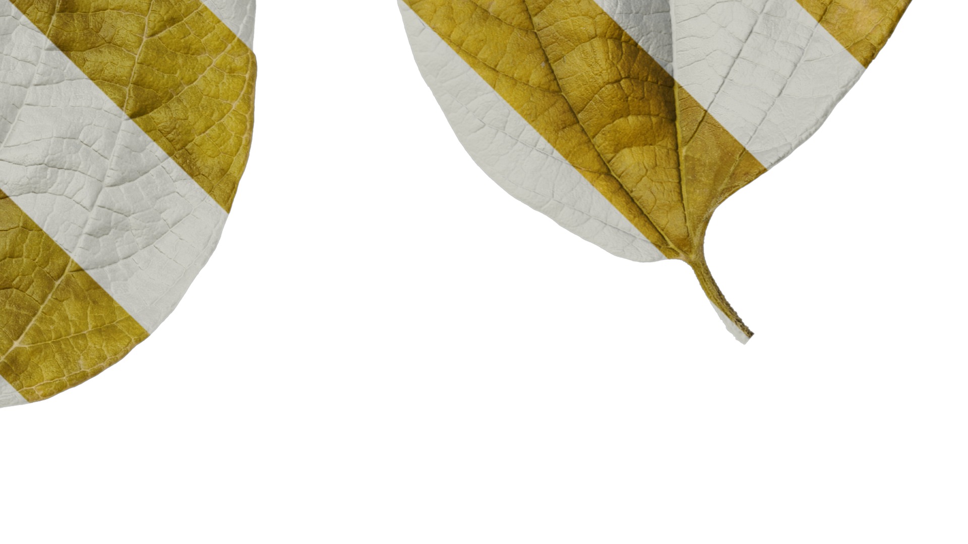 Anydrafts Celtis julianae Leaf 01 Texture_4